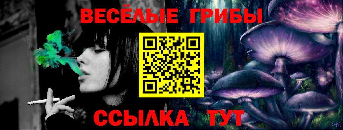 Псилоцибиновые грибы Psilocybe Ахтубинск